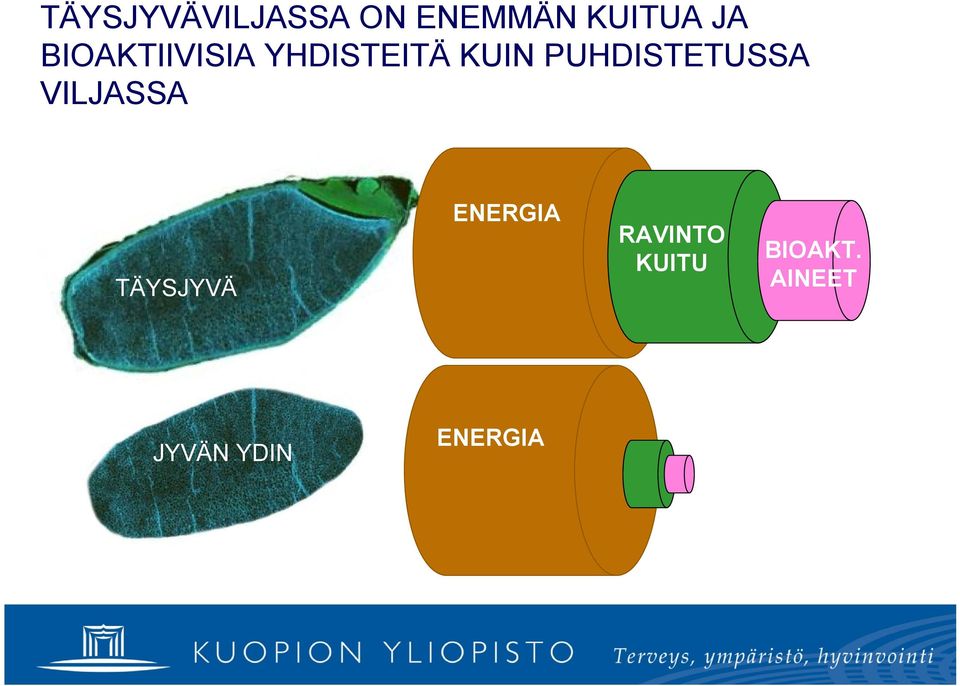 PUHDISTETUSSA VILJASSA TÄYSJYVÄ