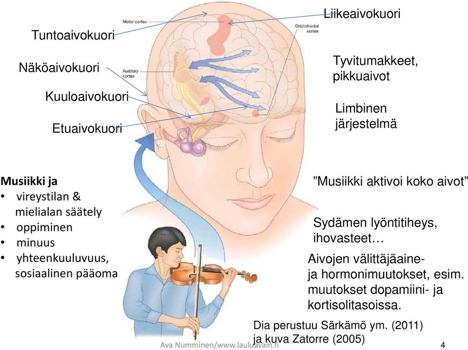 Musiikki aktivoi koko aivot Sydämen lyöntitiheys, ihovasteet Aivojen välittäjäaineja hormonimuutokset, esim.