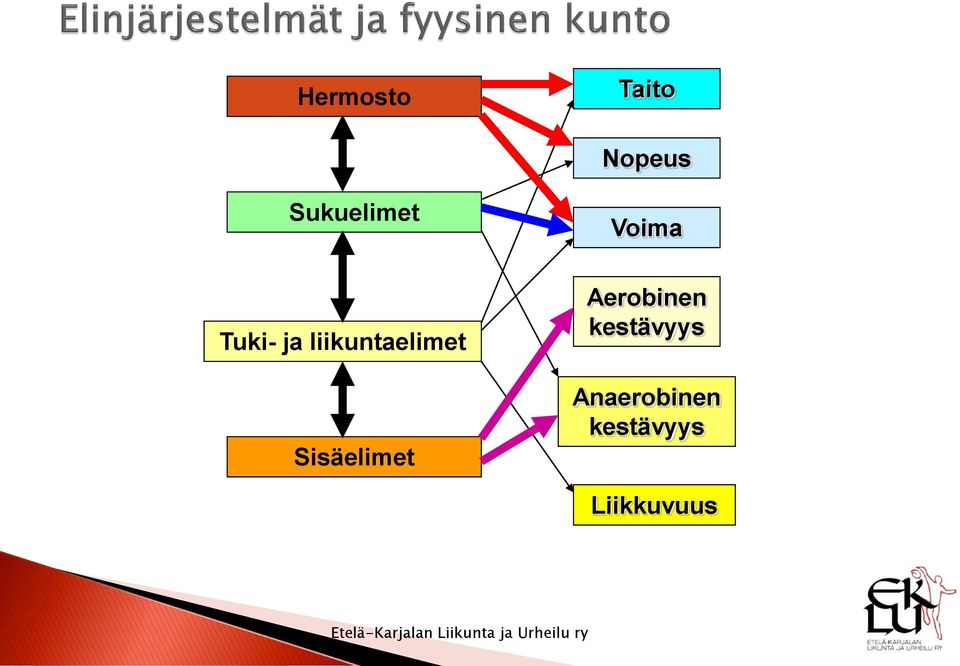 liikuntaelimet Sisäelimet