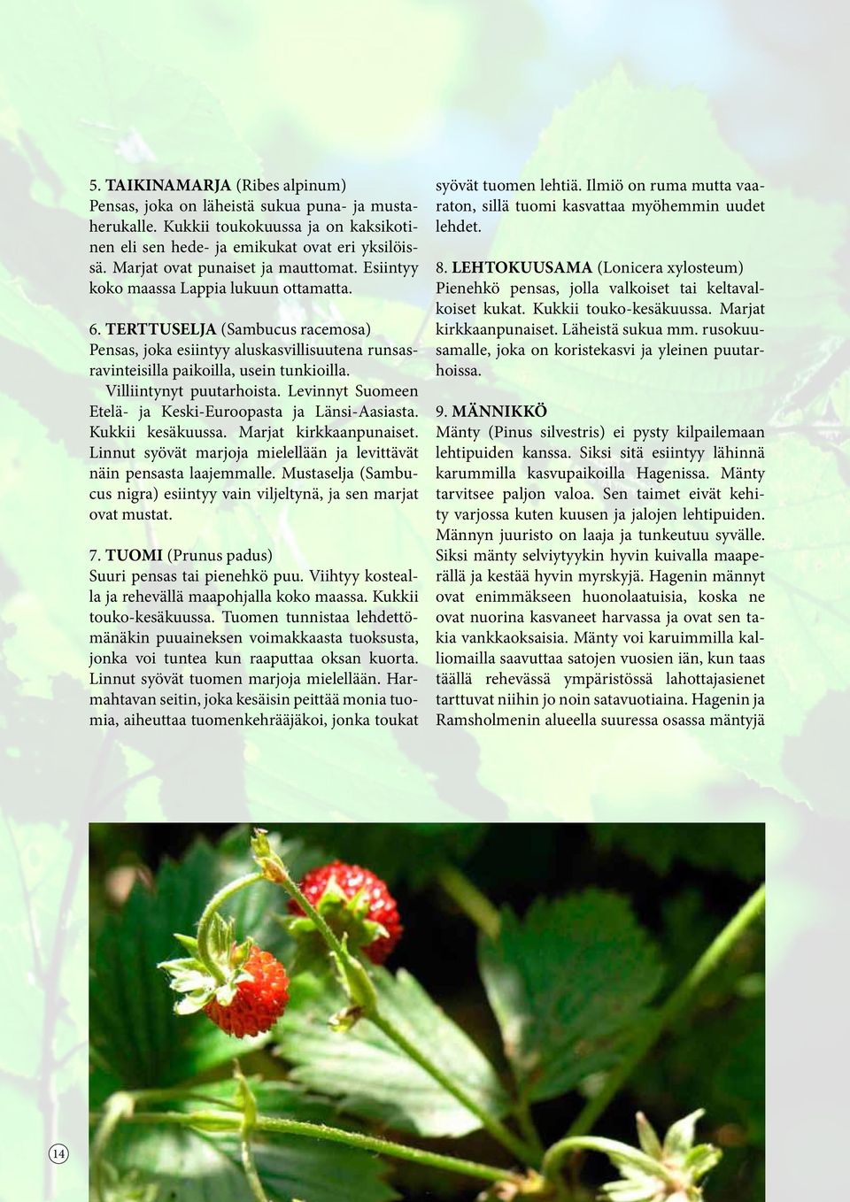 TERTTUSELJA (Sambucus racemosa) Pensas, joka esiintyy aluskasvillisuutena runsasravinteisilla paikoilla, usein tunkioilla. Villiintynyt puutarhoista.