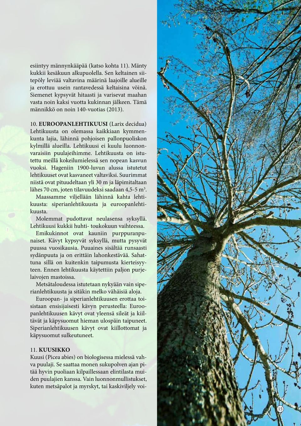 EUROOPANLEHTIKUUSI (Larix decidua) Lehtikuusta on olemassa kaikkiaan kymmenkunta lajia, lähinnä pohjoisen pallonpuoliskon kylmillä alueilla. Lehtikuusi ei kuulu luonnonvaraisiin puulajeihimme.