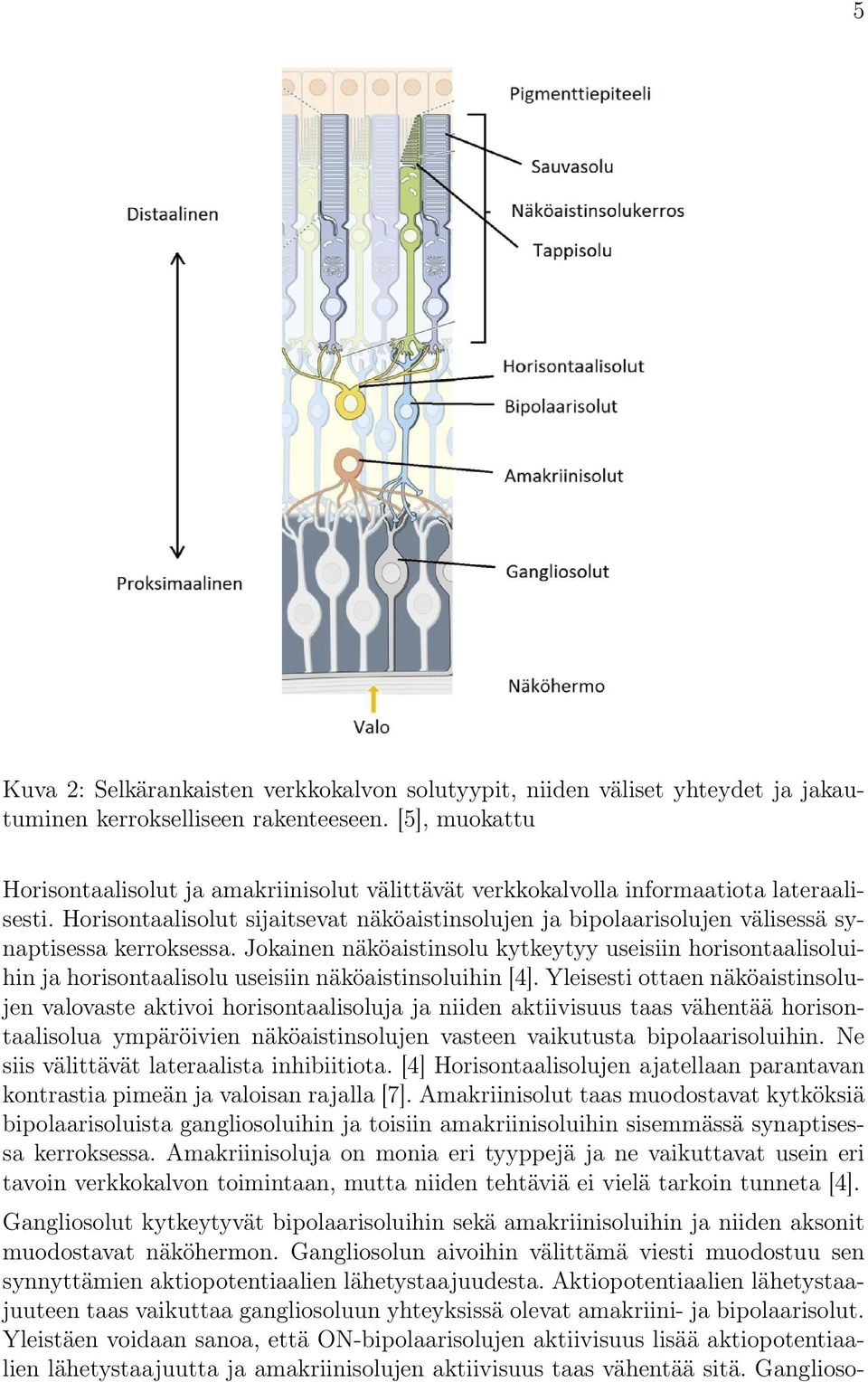 Horisontaalisolut sijaitsevat näköaistinsolujen ja bipolaarisolujen välisessä synaptisessa kerroksessa.