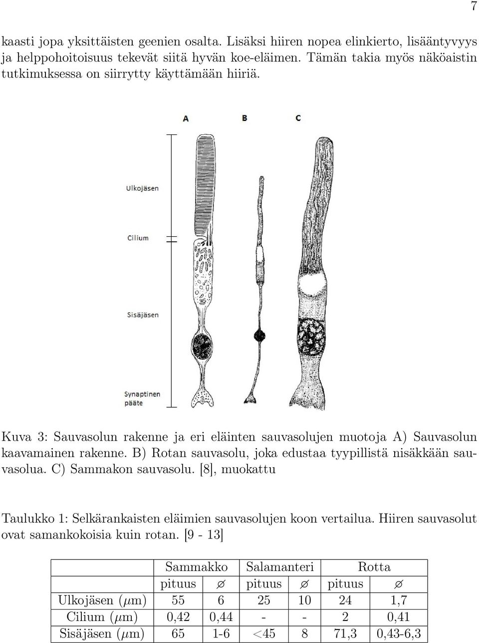 B) Rotan sauvasolu, joka edustaa tyypillistä nisäkkään sauvasolua. C) Sammakon sauvasolu. [8], muokattu Taulukko 1: Selkärankaisten eläimien sauvasolujen koon vertailua.