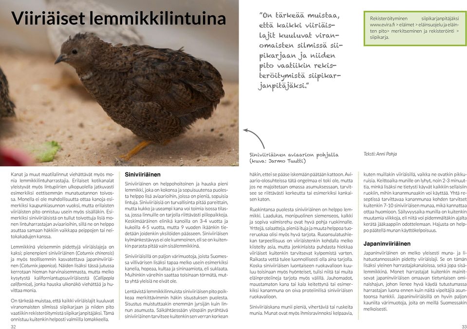 Siniviiriäinen aviaarion pohjalla (kuva: Jarmo Tuutti) Teksti: Anni Pohja Kanat ja muut maatilalinnut viehättävät myös monia lemmikkilintuharrastajia.