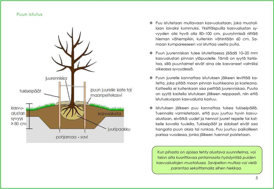 Puun juurenniskan tulee istutettaessa jäädä 10 20 mm kasvualustan pinnan yläpuolelle. Tämä on syytä tarkistaa, sillä puuntaimet eivät aina ole kasvaneet valmiiksi oikeassa syvyydessä.