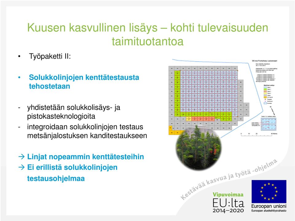 pistokasteknologioita - integroidaan solukkolinjojen testaus metsänjalostuksen