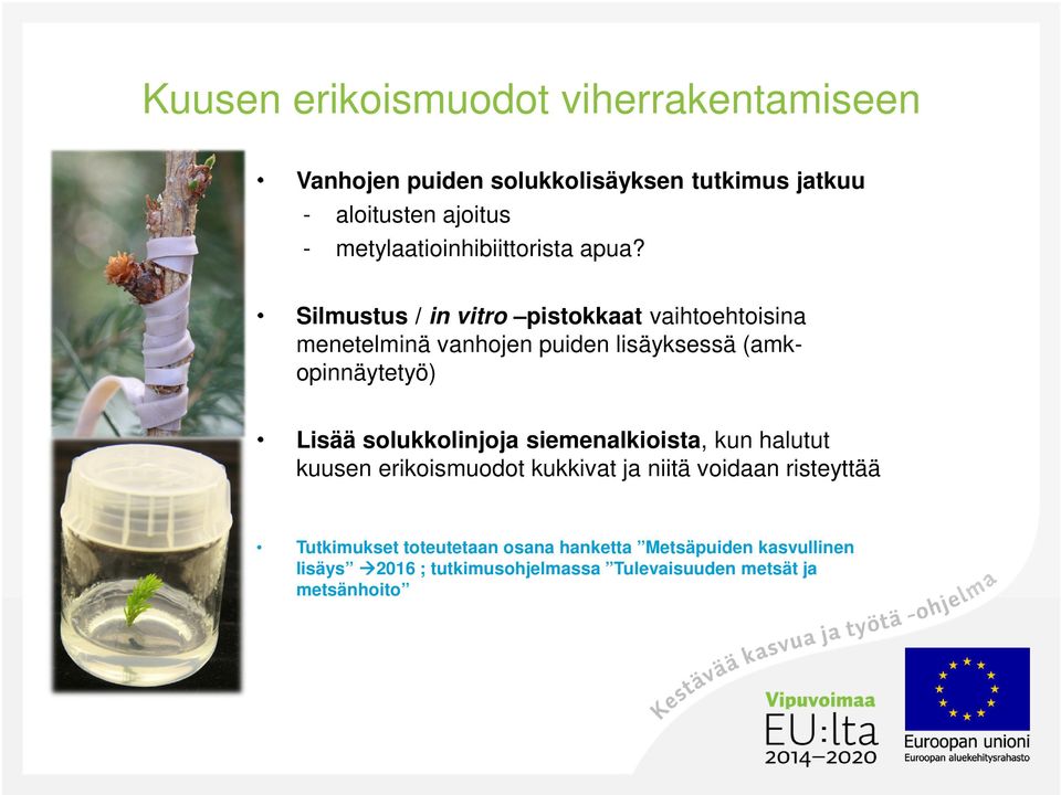 Silmustus / in vitro pistokkaat vaihtoehtoisina menetelminä vanhojen puiden lisäyksessä (amkopinnäytetyö) Lisää