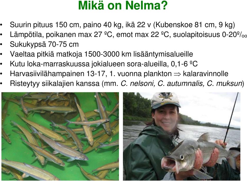 max 22 ºC, suolapitoisuus 0-20º/ₒₒ Sukukypsä 70-75 cm Vaeltaa pitkiä matkoja 1500-3000 km