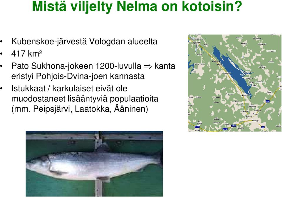 1200-luvulla kanta eristyi Pohjois-Dvina-joen kannasta Istukkaat /