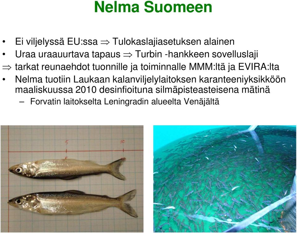 EVIRA:lta Nelma tuotiin Laukaan kalanviljelylaitoksen karanteeniyksikköön maaliskuussa