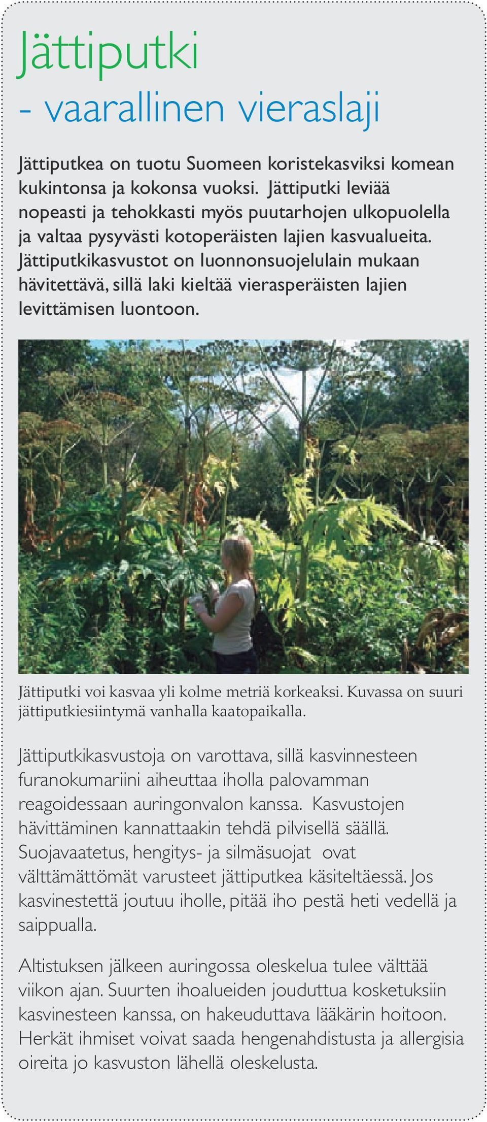 Jättiputkikasvustot on luonnonsuojelulain mukaan hävitettävä, sillä laki kieltää vierasperäisten lajien levittämisen luontoon. Jättiputki voi kasvaa yli kolme metriä korkeaksi.