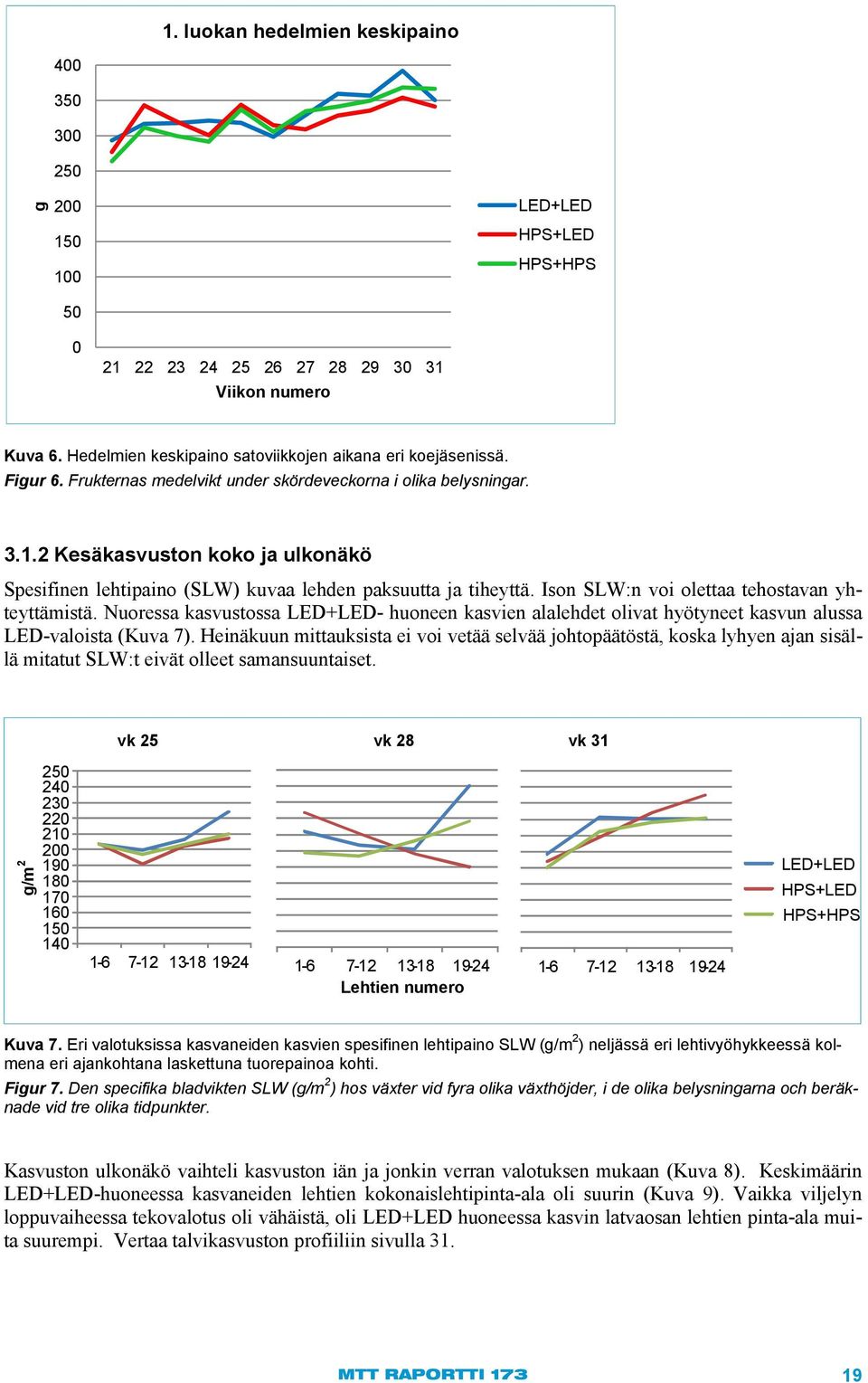 Ison SLW:n voi olettaa tehostavan yhteyttämistä. Nuoressa kasvustossa - huoneen kasvien alalehdet olivat hyötyneet kasvun alussa LED-valoista (Kuva 7).