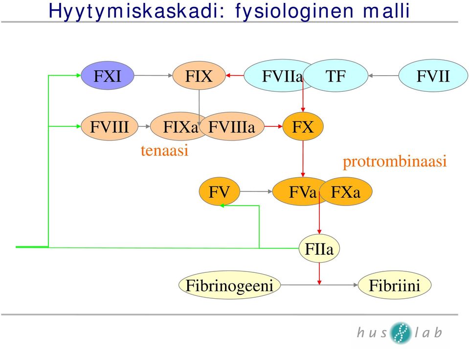 FIXa FVIIIa tenaasi FV FX FVa FXa