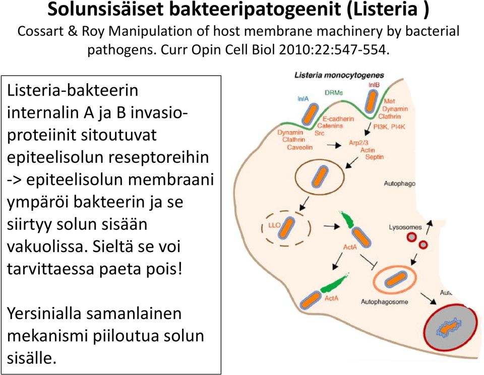Listeria-bakteerin internalin A ja B invasioproteiinit sitoutuvat epiteelisolun reseptoreihin ->