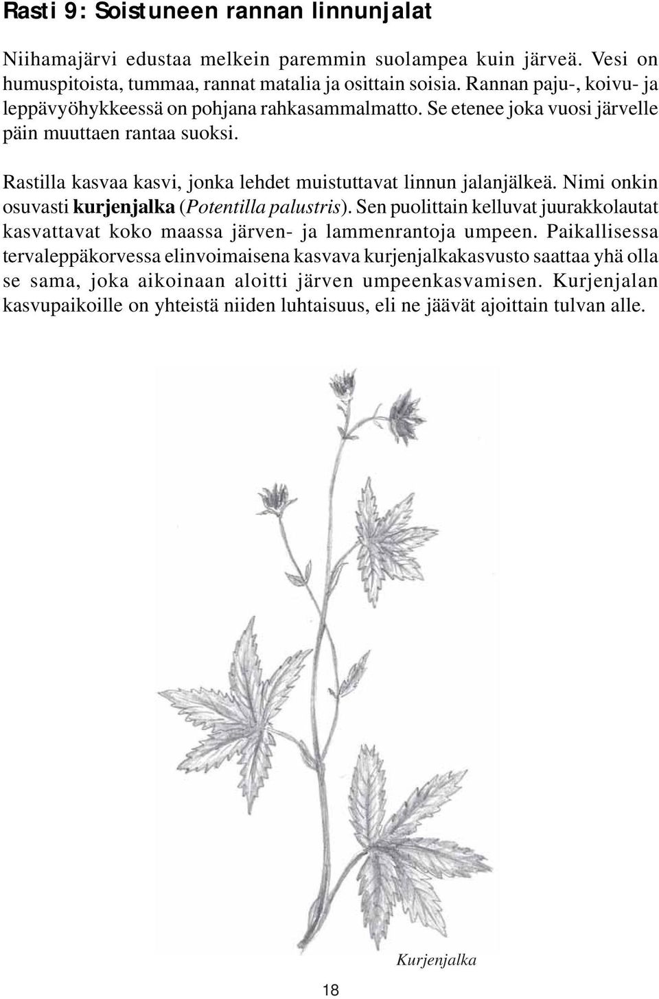 Rastilla kasvaa kasvi, jonka lehdet muistuttavat linnun jalanjälkeä. Nimi onkin osuvasti kurjenjalka (Potentilla palustris).