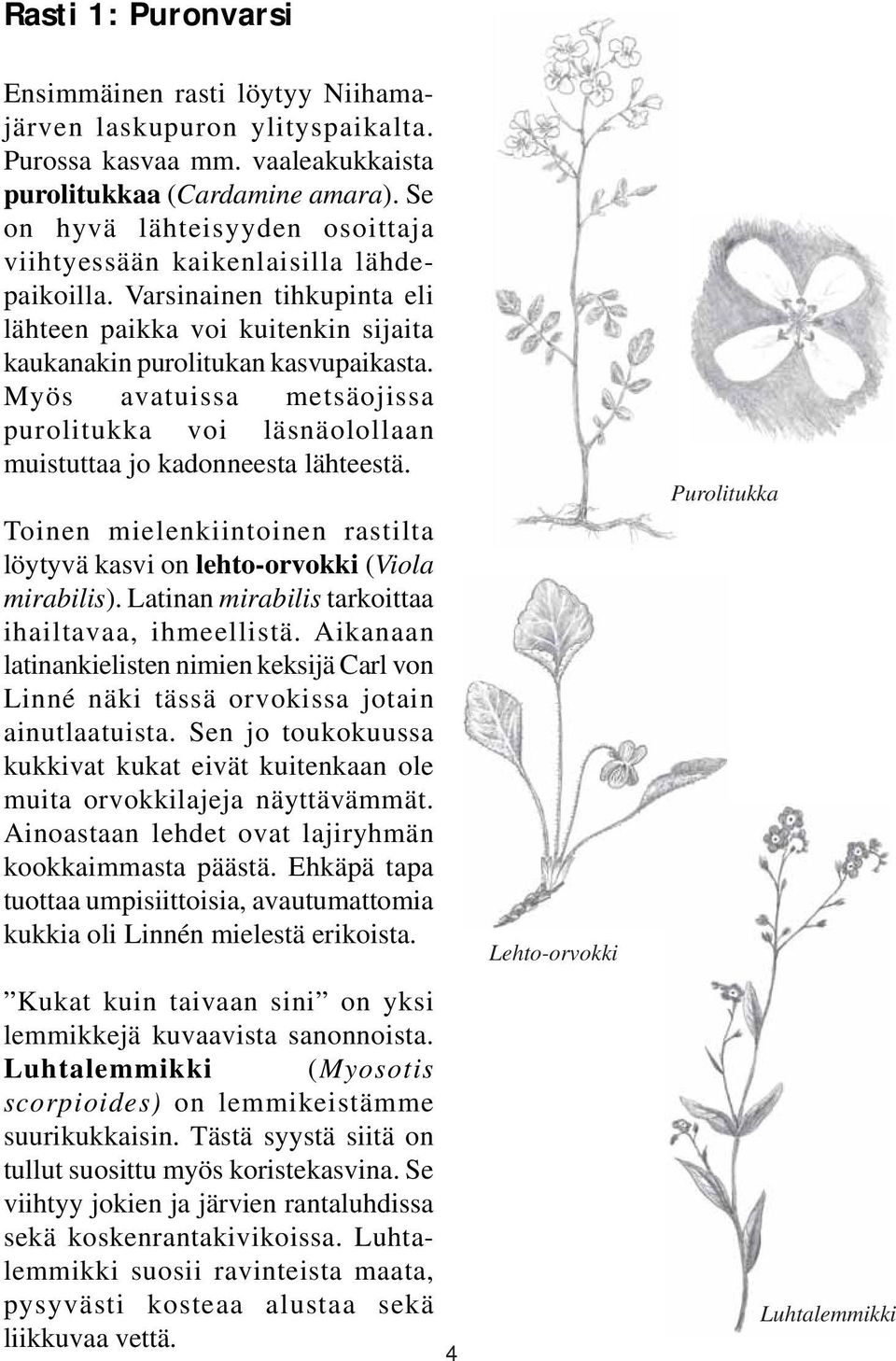 Myös avatuissa metsäojissa purolitukka voi läsnäolollaan muistuttaa jo kadonneesta lähteestä. Toinen mielenkiintoinen rastilta löytyvä kasvi on lehto-orvokki (Viola mirabilis).