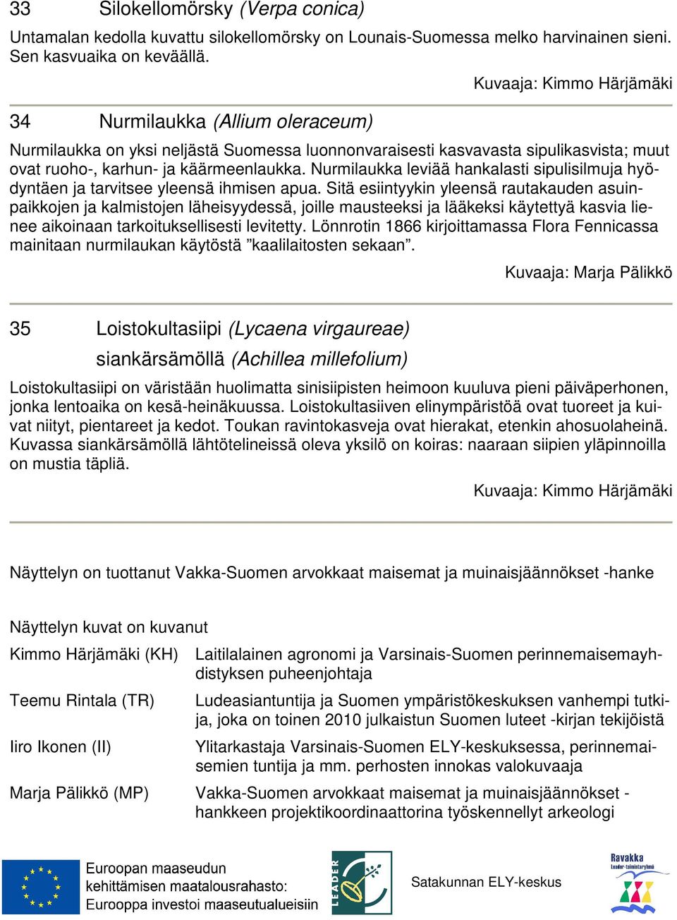 Nurmilaukka leviää hankalasti sipulisilmuja hyödyntäen ja tarvitsee yleensä ihmisen apua.