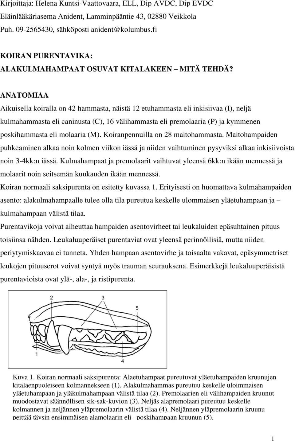 ANATOMIAA Aikuisella koiralla on 42 hammasta, näistä 12 etuhammasta eli inkisiivaa (I), neljä kulmahammasta eli caninusta (C), 16 välihammasta eli premolaaria (P) ja kymmenen poskihammasta eli