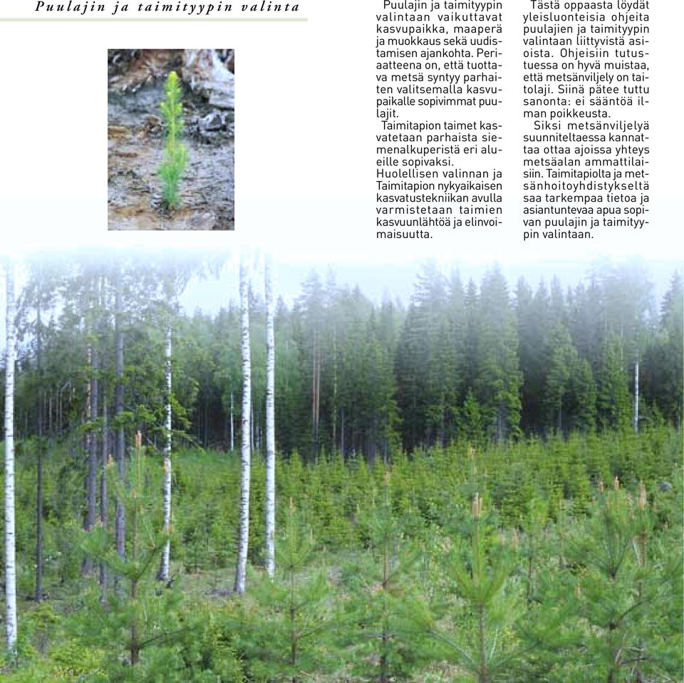 Ohjeisiin tutus- valintaan liittyvistä asiaatteena on, että tuottava metsä syntyy parhai- että metsänviljely on taituessa on hyvä muistaa, ten valitsemalla kasvupaikalle sopivimmat puu- sanonta: ei