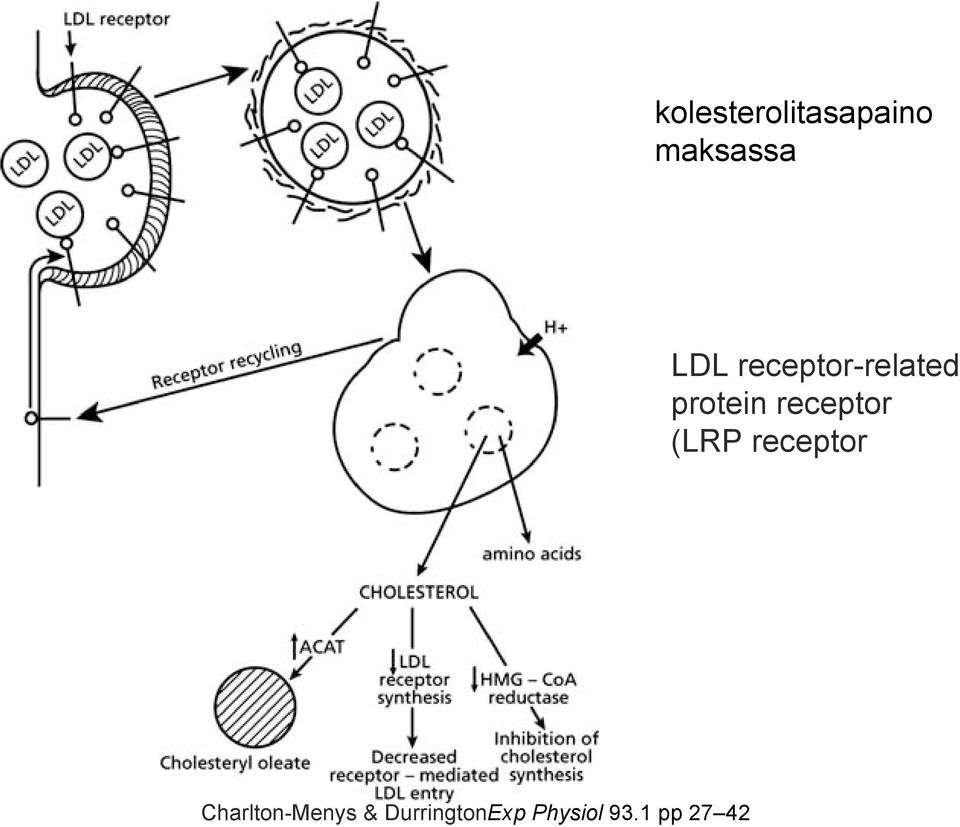 (LRP receptor Charlton-Menys &