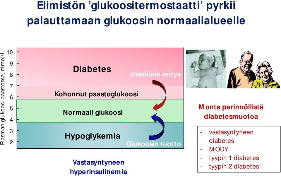 glukoosi Hypoglykemia Vastasyntyneen hyperinsulinemia Insuliinin eritys Glukoosin tuotto