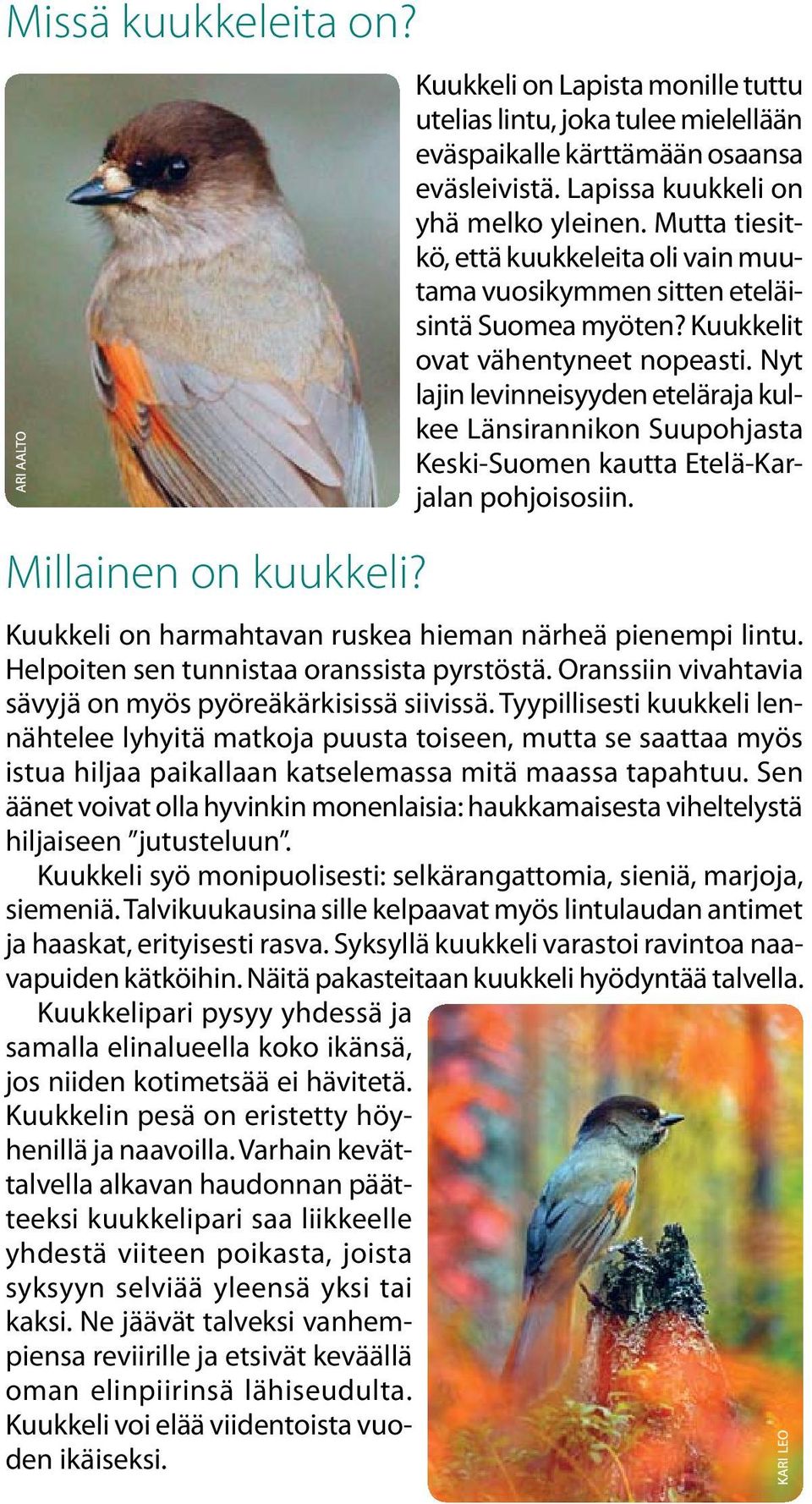 Nyt lajin levinneisyyden eteläraja kulkee Länsirannikon Suupohjasta Keski-Suomen kautta Etelä-Karjalan pohjoisosiin. Kuukkeli on harmahtavan ruskea hieman närheä pienempi lintu.