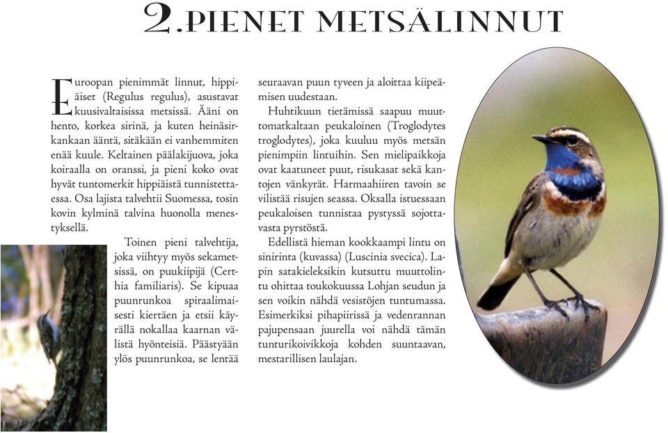 Keltainen päälakijuova, joka koiraalla on oranssi, ja pieni koko ovat hyvät tuntomerkit hippiäistä tunnistettaessa. Osa lajista talvehtii Suomessa, tosin kovin kylminä talvina huonolla menestyksellä.
