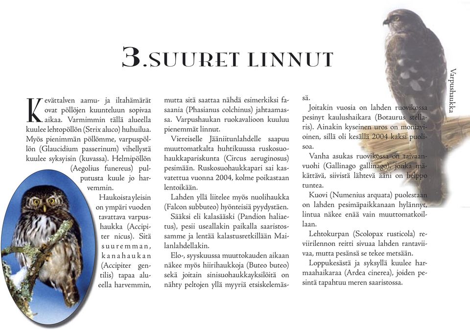 Haukoista yleisin on ympäri vuoden tavattava haukka (Accipi- varpuseellter nicus). Sitä s u u r e m m a n, k a n a h a u k a n (Accipiter gentilis) tapaa alu- harvemmin, 3.