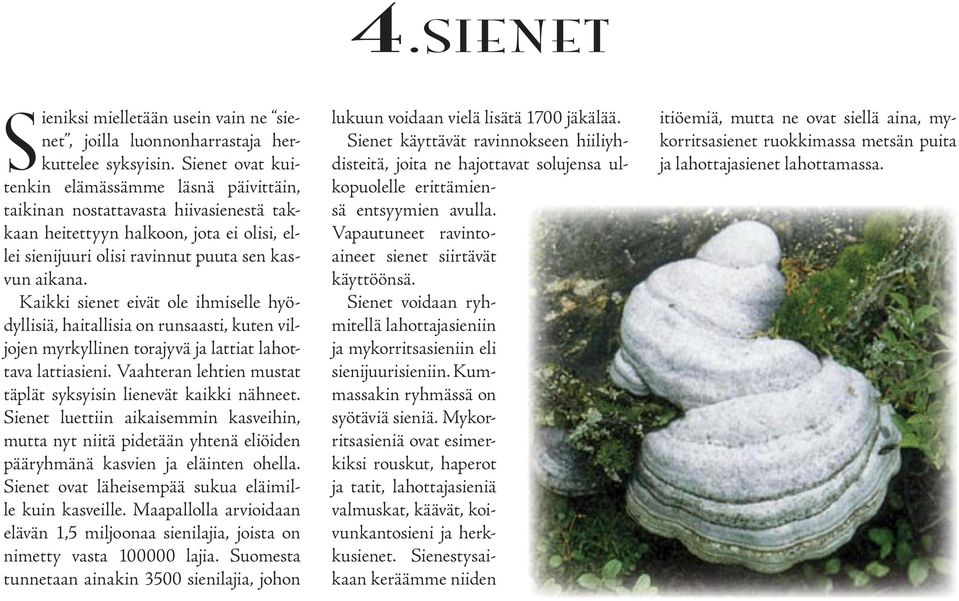 Kaikki sienet eivät ole ihmiselle hyödyllisiä, haitallisia on runsaasti, kuten viljojen myrkyllinen torajyvä ja lattiat lahottava lattiasieni.