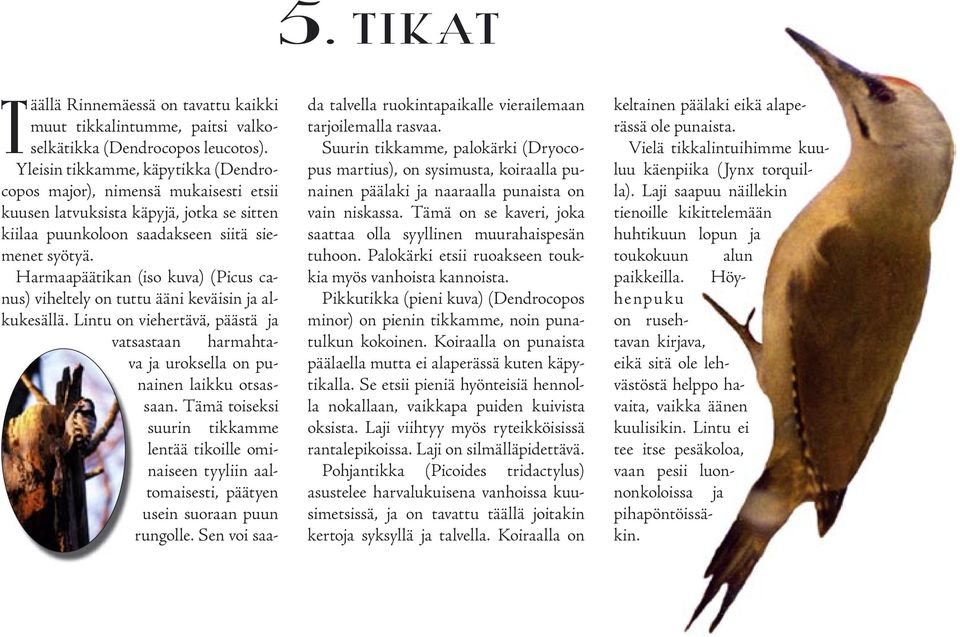 Harmaapäätikan (iso kuva) (Picus canus) viheltely on tuttu ääni keväisin ja alkukesällä. Lintu on viehertävä, päästä ja vatsastaan harmahta- va ja uroksella on nainen laikku otsas- purungolle.