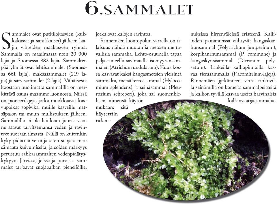 Niissä on pioneerilajeja, jotka muokkaavat kasvupaikat sopiviksi muille kasveille metsäpalon tai muun mullistuksen jälkeen.