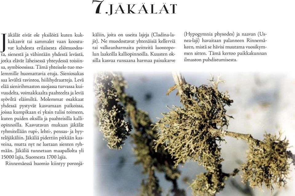 Levä elää sienirihmaston suojassa turvassa kuivuudelta, voimakkaalta paahteelta ja leviä syöviltä eläimiltä.