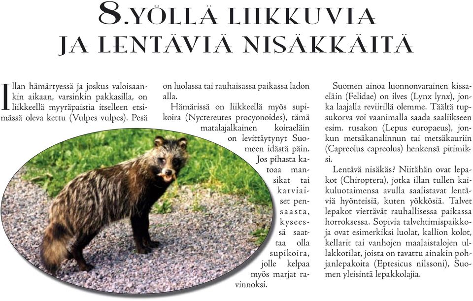 Jos pihasta katoaa mansikat tai set pen- karviaitaa olla supikoira, jolle kelpaa myös marjat ras a a st a, kyseessä saatvinnoksi.