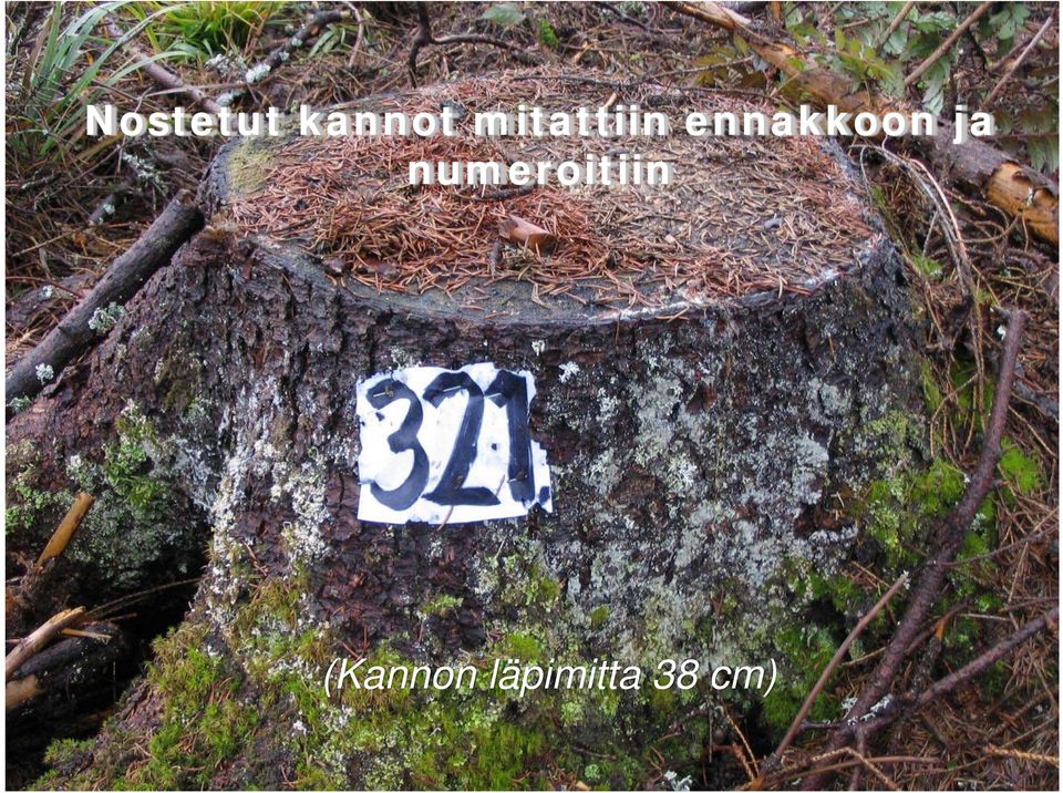 2009 Metsätehon tuloskalvosarja Malli Järvinen