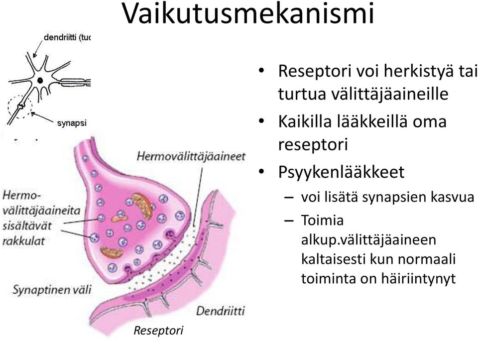 Psyykenlääkkeet voi lisätä synapsien kasvua Toimia alkup.