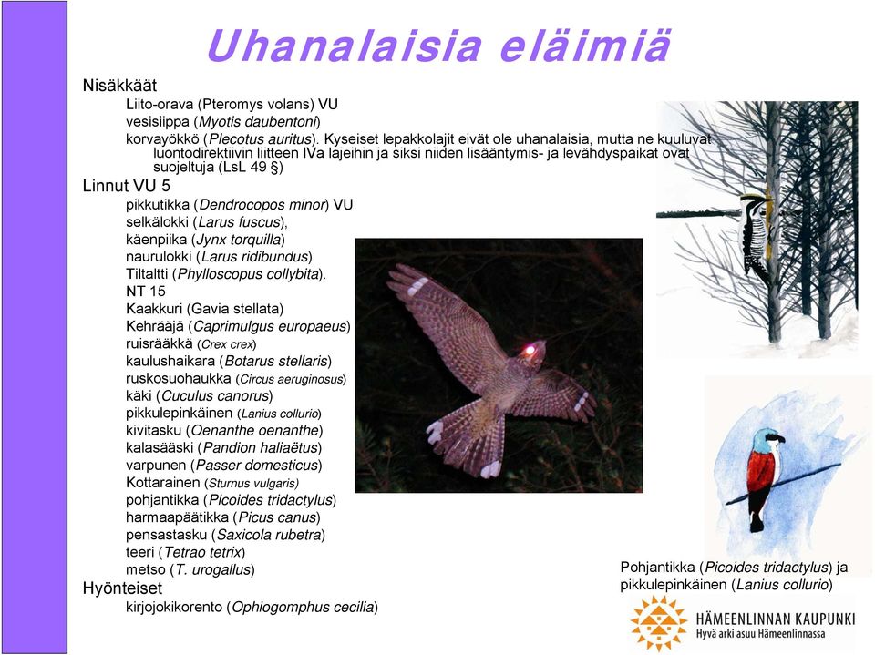 (Dendrocopos minor) VU selkälokki (Larus fuscus), käenpiika (Jynx torquilla) naurulokki (Larus ridibundus) Tiltaltti (hylloscopus collybita).