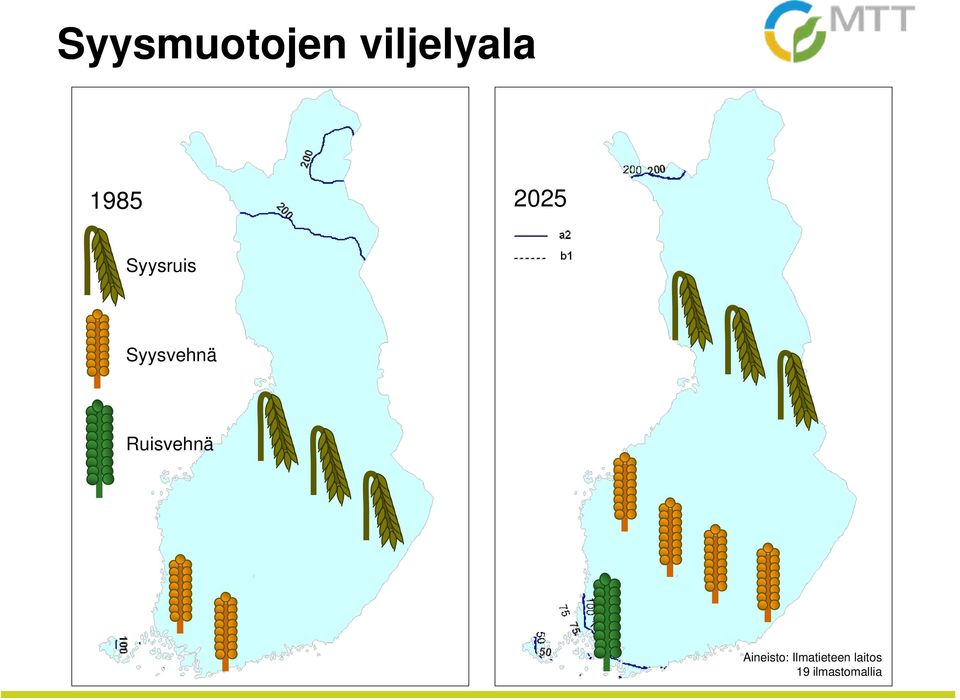 Syysvehnä Ruisvehnä