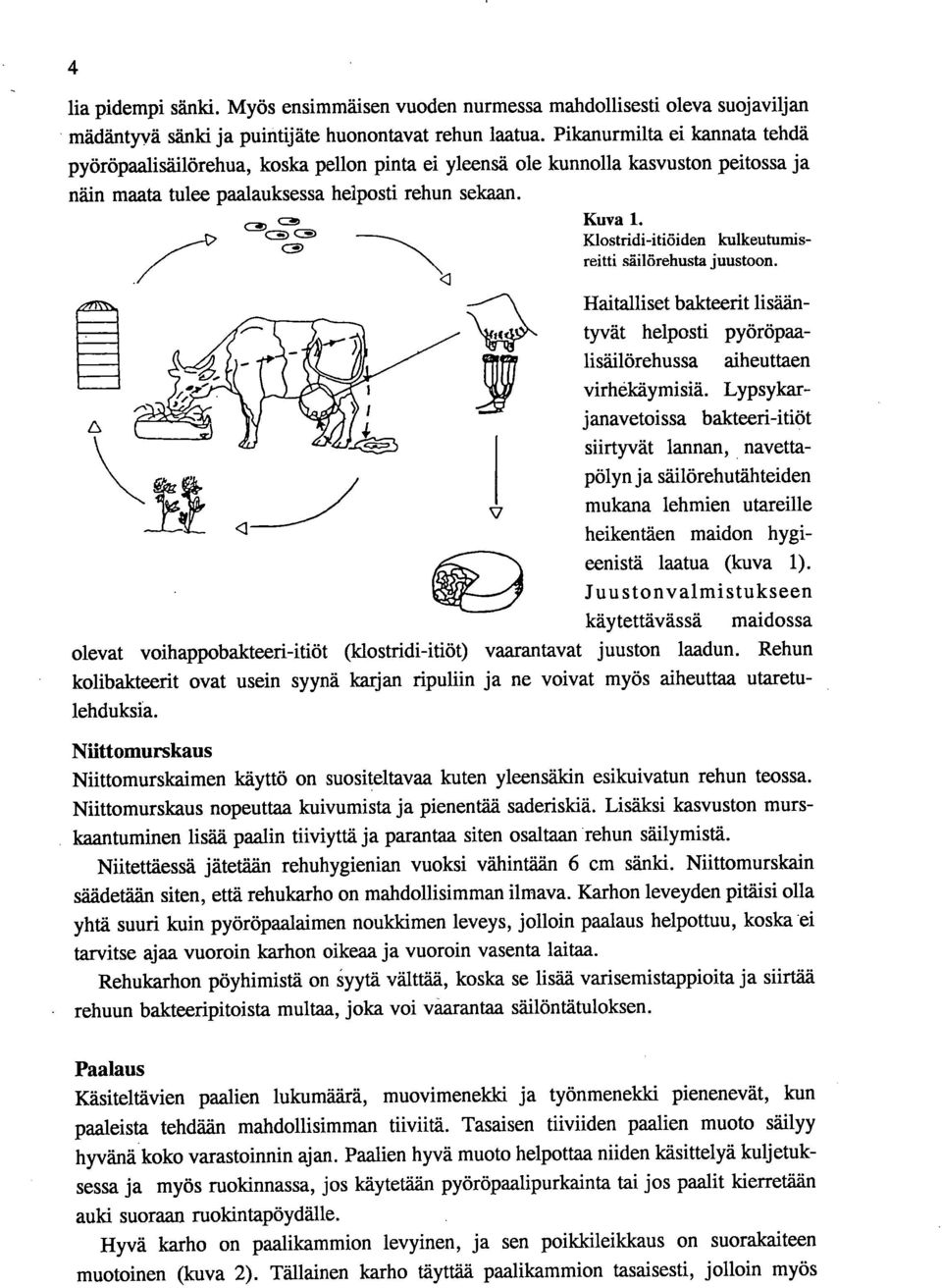 olevat voihappobakteeri-itiöt (klostridi-itiöt) kolibakteerit ovat usein syynä karjan ripuliin lehduksia. Kuva 1. Klostridi-itiöiden kulkeutumisreitti säilörehusta juustoon.