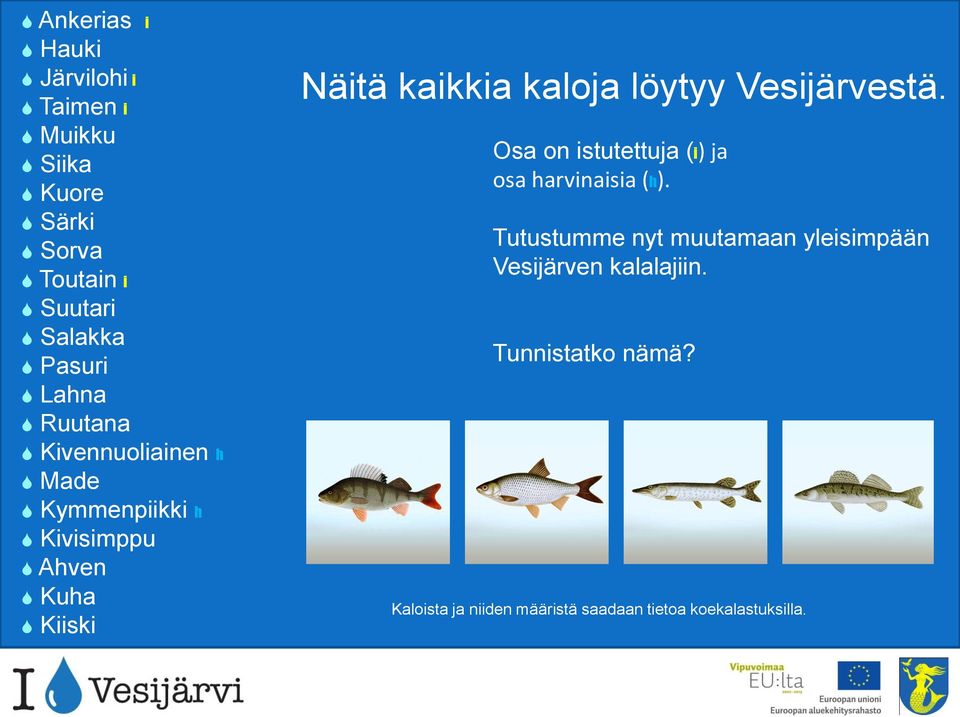 Tutustumme nyt muutamaan yleisimpään Vesijärven kalalajiin. Tunnistatko nämä?