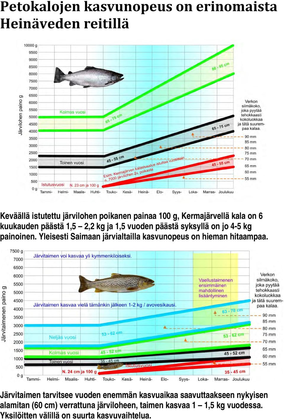 Yleisesti Saimaan järvialtailla kasvunopeus on hieman hitaampaa.