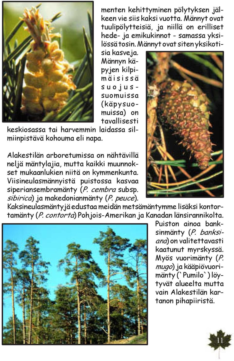 Alakestilän arboretumissa on nähtävillä neljä mäntylajia, mutta kaikki muunnokset mukaanlukien niitä on kymmenkunta. Viisineulasmännyistä puistossa kasvaa siperiansembramänty (P. cembra subsp.