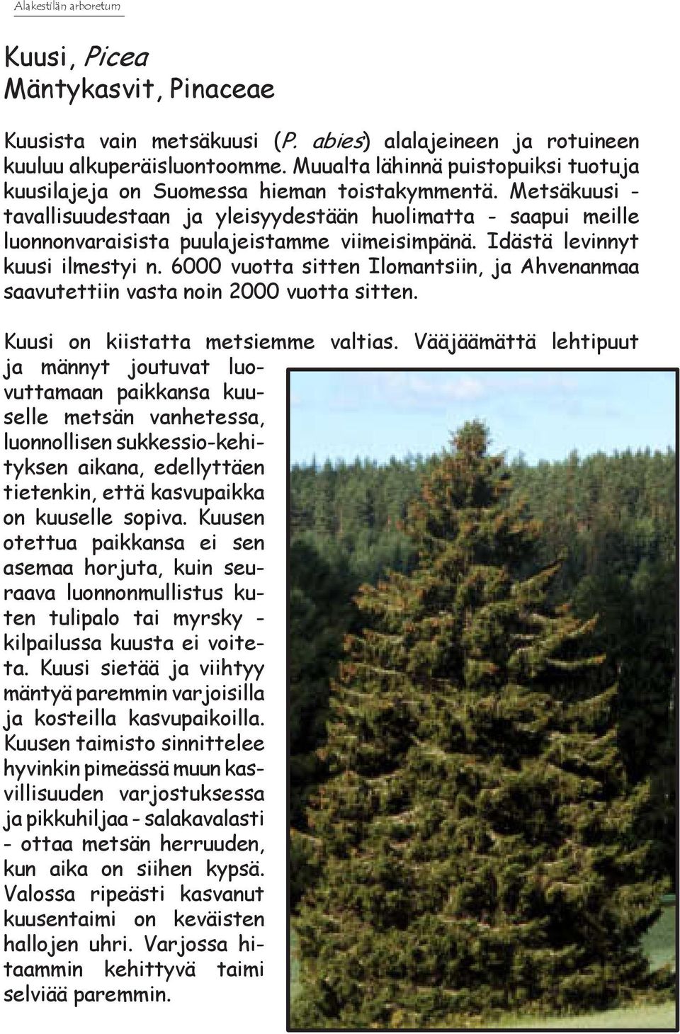 Metsäkuusi - tavallisuudestaan ja yleisyydestään huolimatta - saapui meille luonnonvaraisista puulajeistamme viimeisimpänä. Idästä levinnyt kuusi ilmestyi n.