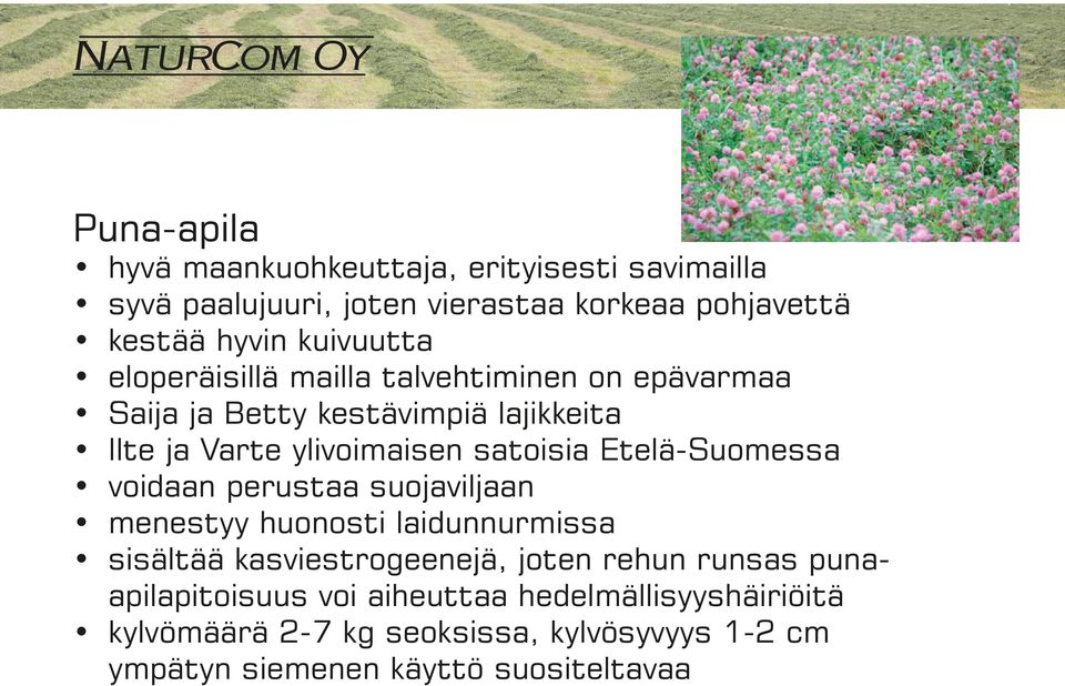 satoisia Etelä-Suomessa voidaan perustaa suojaviljaan menestyy huonosti laidunnurmissa sisältää kasviestrogeenejä, joten rehun