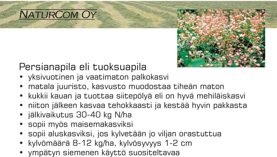 tehokkaasti ja kestää hyvin pakkasta jälkivaikutus 30-40 kg N/ha sopii myös maisemakasviksi sopii