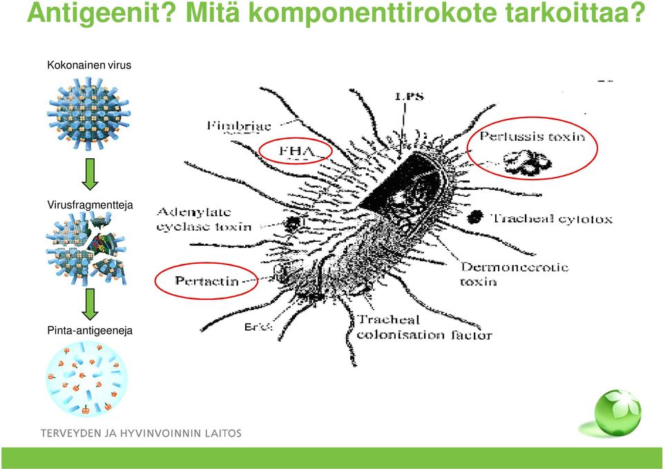 tarkoittaa?