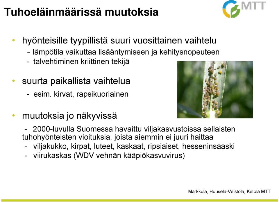 kirvat, rapsikuoriainen muutoksia jo näkyvissä - 2000-luvulla Suomessa havaittu viljakasvustoissa sellaisten