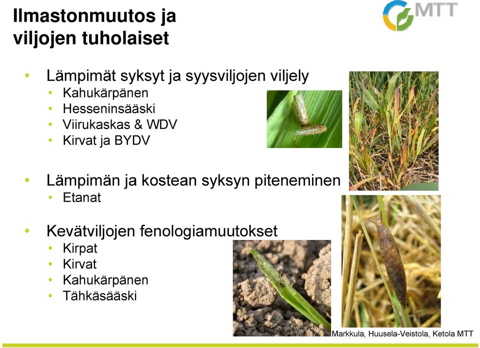 WDV Kirvat ja BYDV Lämpimän ja kostean syksyn piteneminen