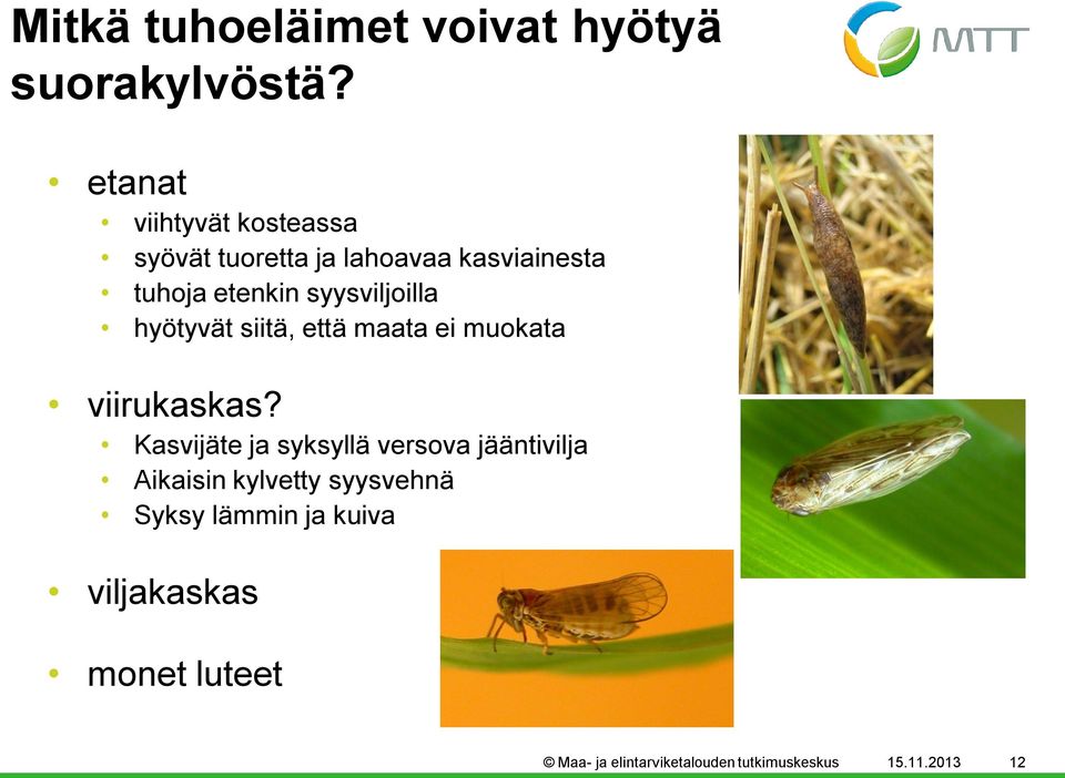 syysviljoilla hyötyvät siitä, että maata ei muokata viirukaskas?