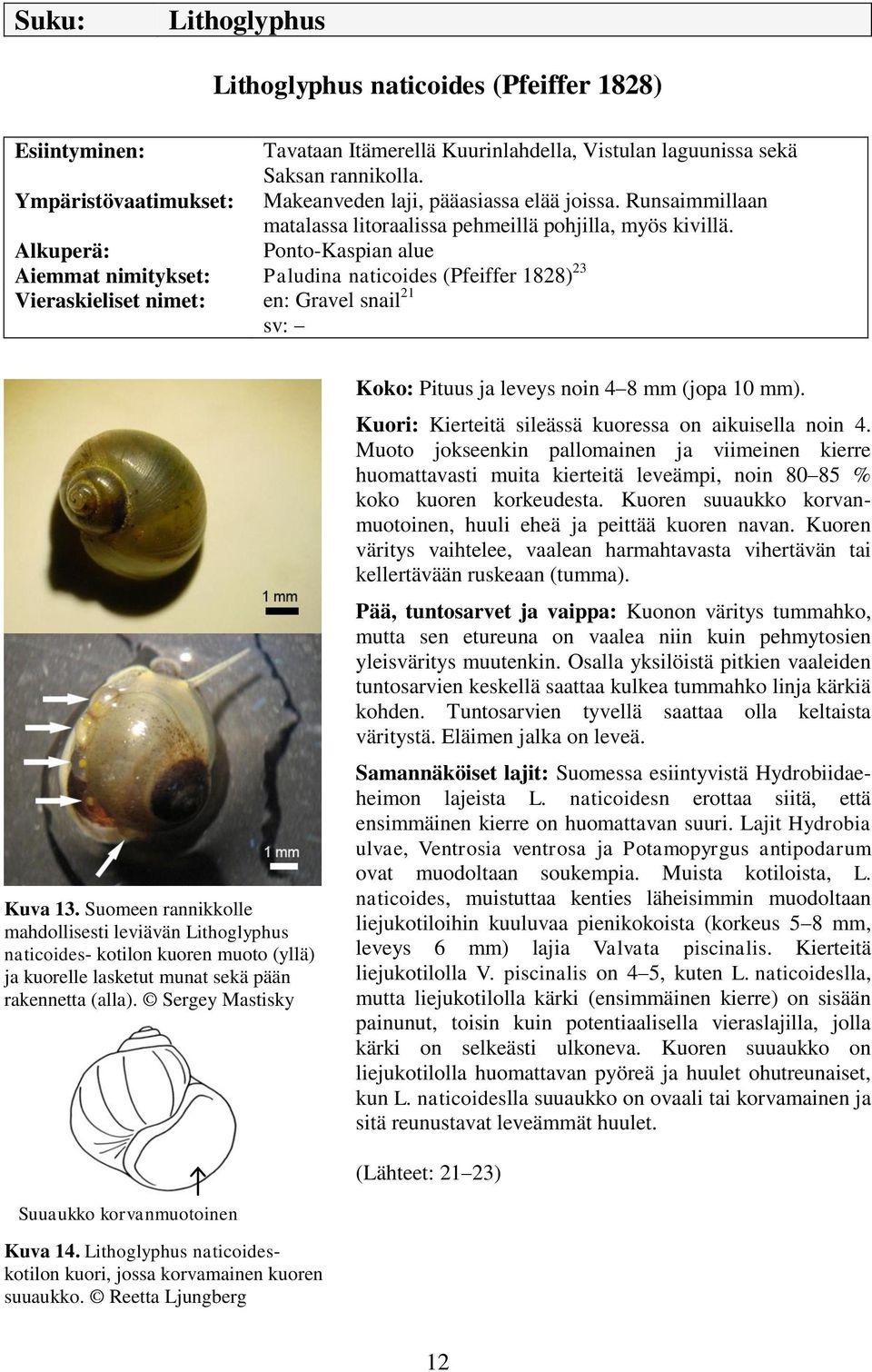 Alkuperä: Ponto-Kaspian alue Aiemmat nimitykset: Paludina naticoides (Pfeiffer 1828) 23 Vieraskieliset nimet: en: Gravel snail 21 sv: Kuva 13.