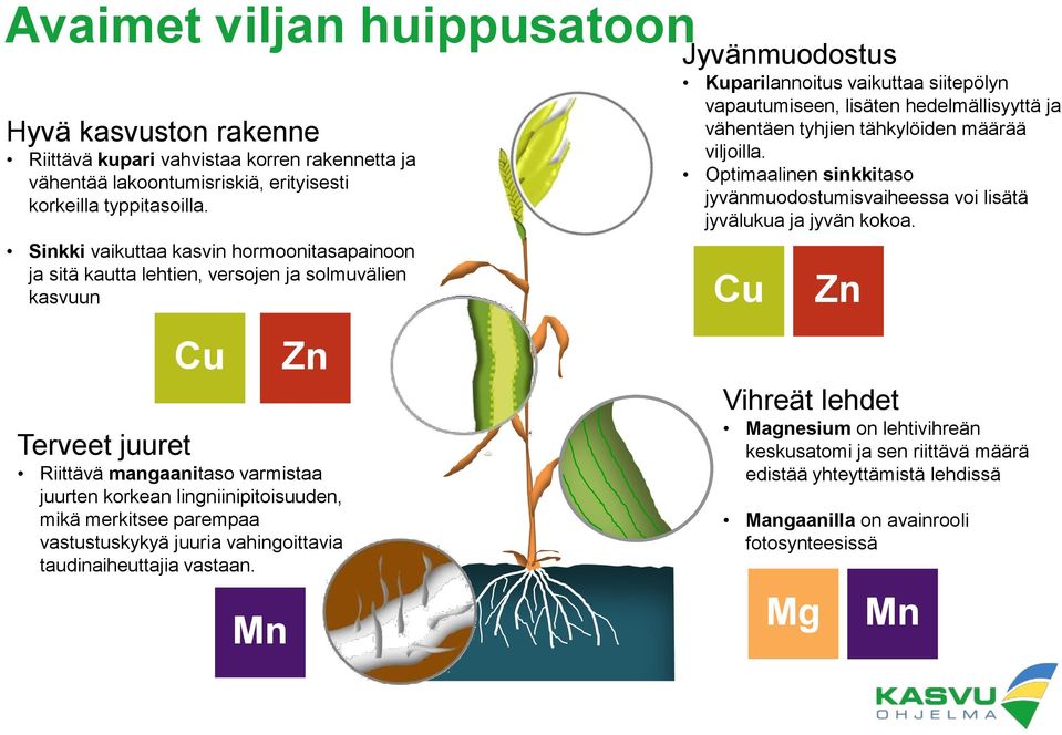 merkitsee parempaa vastustuskykyä juuria vahingoittavia taudinaiheuttajia vastaan.